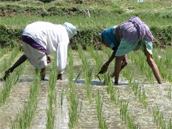 Sklízení rýžového pole